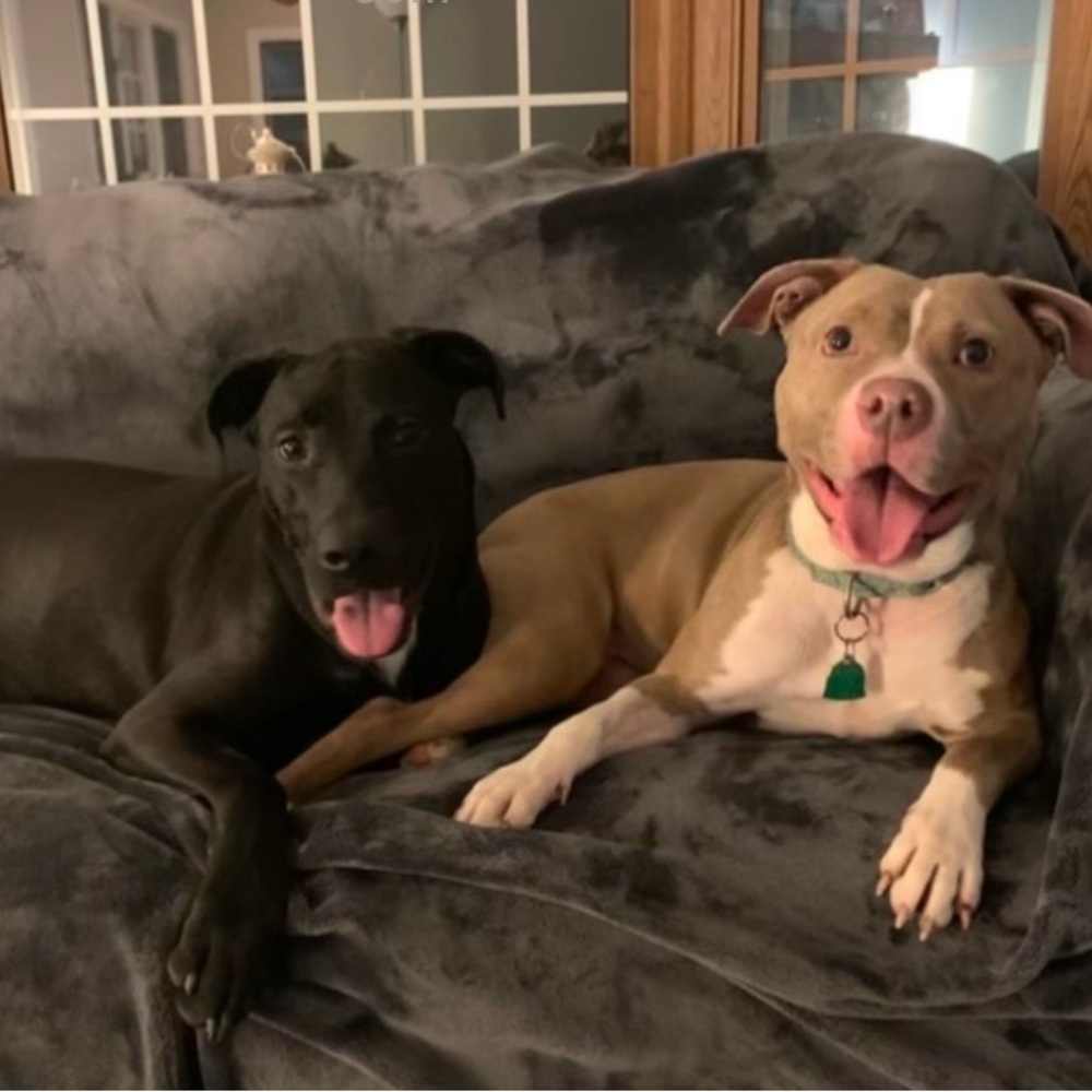 this listing‎ is for a live show!